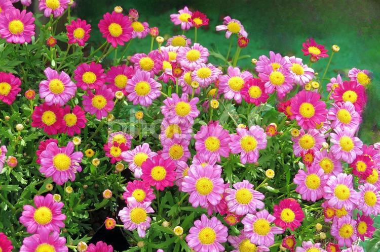 ピンク系マーガレットの花 マーガレット,キク科,花の写真素材