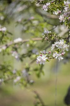 咲き始めた果樹園のリンゴの花 咲き始めた果樹園のリンゴの花 りんご,春,花の写真素材