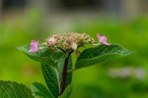 紫陽花 紫陽花の写真