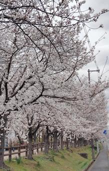 桜並木 桜,花,ピンクの写真素材