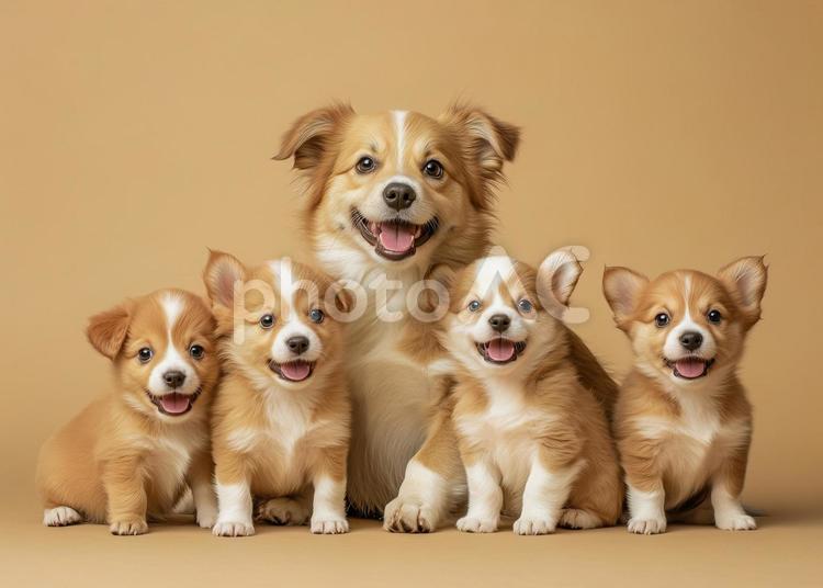 犬の家族 動物,ペット,犬の写真素材