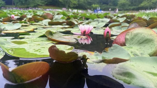 蓮の花3 蓮の花3の写真