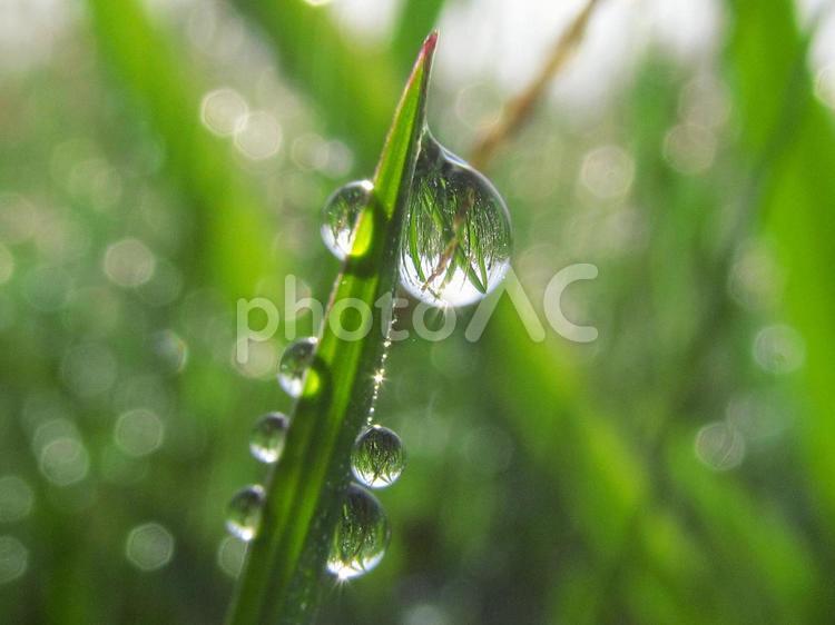 水滴と緑の葉と朝日（Water drops） 水滴,すいてき,しずくの写真素材