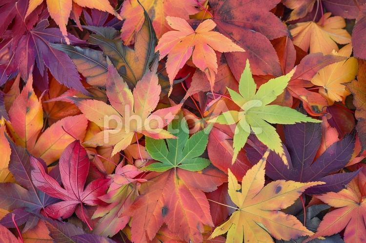 秋らしいカエデの落ち葉が並ぶ自然の彩り 紅葉,落ち葉,カエデの写真素材