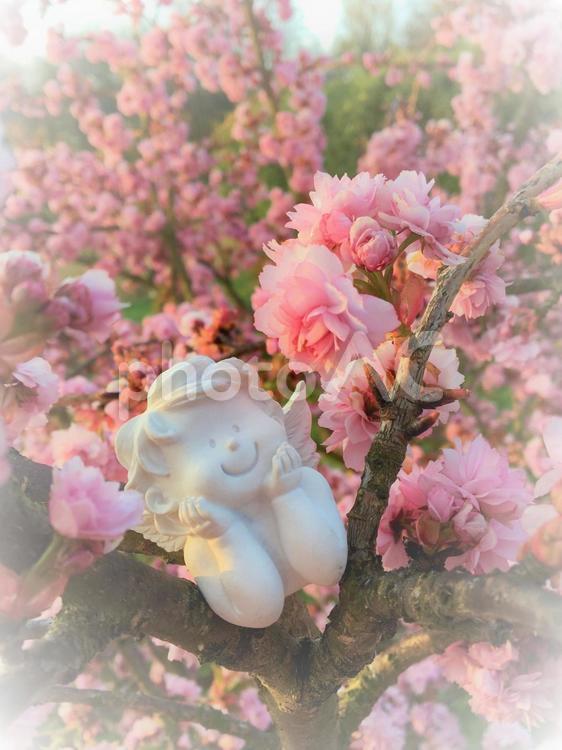 桜と天使 桜,天使,春の写真素材