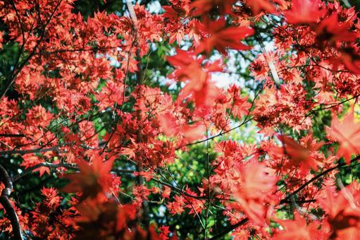 紅葉 紅葉の写真
