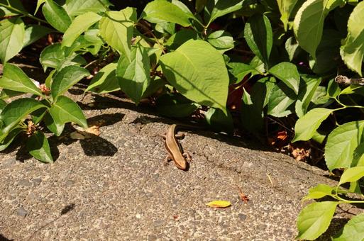 ひょっこりトカゲ ひょっこりトカゲ トカゲ,ニホントカゲ,生物の写真素材