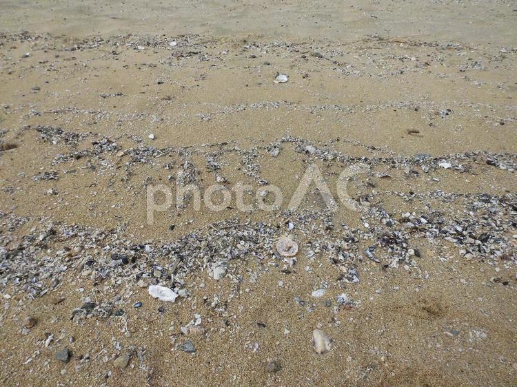 砂浜の小さい貝殻 砂浜,貝殻,波打ち際の写真素材