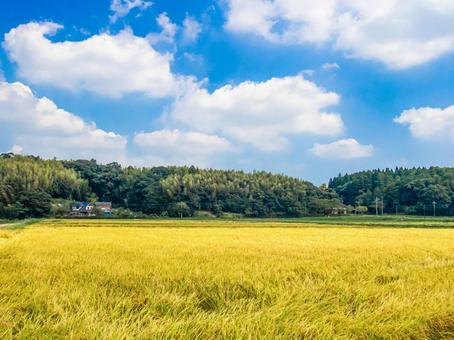 晩夏の田園風景 晩夏の田園風景の写真
