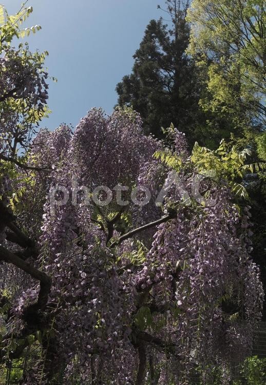 咲き出した藤の花 晴天,春,青空の写真素材