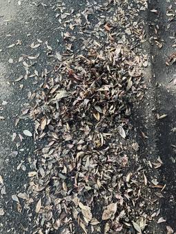 オチバ 公園,落ち葉,枯れるの写真素材