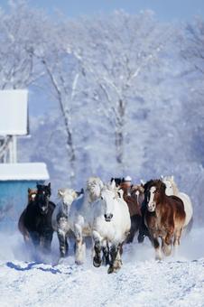 冬に走る馬の群れ 冬に走る馬の群れの写真