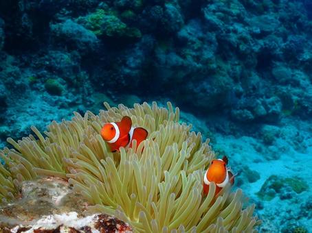 沖縄のカクレクマノミ カクレクマノミ,クマノミ,魚の写真素材