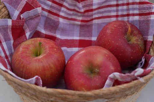 リンゴの収穫 秋,収穫,リンゴの写真素材
