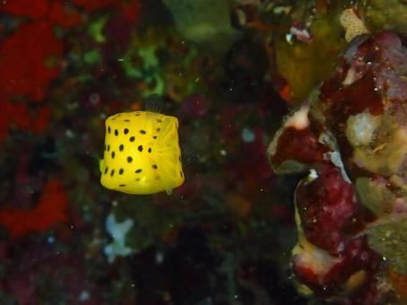 ミナミハコフグの後姿 ミナミハコフグ,ハコフグ,魚の写真素材