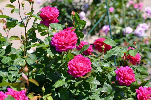 薔薇 ソフィーズローズ 薔薇 ソフィーズローズ 薔薇,ソフィーズローズ,ピンクの写真素材