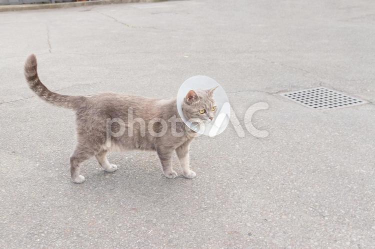 エリザベスカラーを付けて歩く猫 猫,野良猫,エリザベスカラーの写真素材