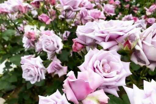 薄紫のバラが咲き誇るエレガントな庭園 バラ,薔薇,花の写真素材