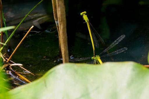 Photo, dragonfly, key dragonfly, insect, 