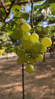 ブドウ狩りマスカットの写真
