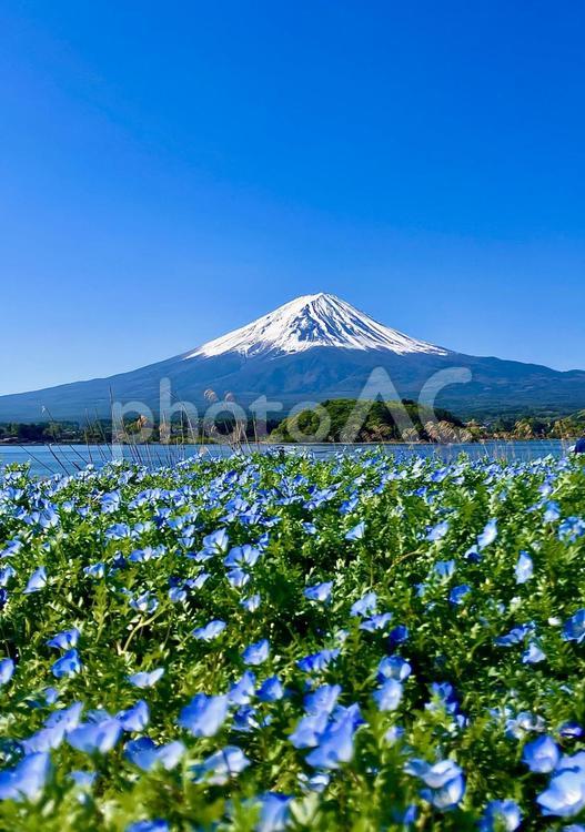 富士山と河口湖大石公園のネモフィラ③ 富士山,河口湖,湖畔の写真素材