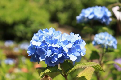 Blue hydrangea, JPG