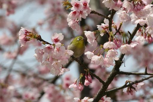 河津桜とメジロ 河津桜とメジロの写真