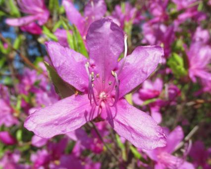 花 花の写真