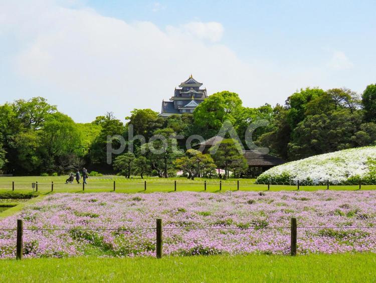 岡山後楽園〜レンゲ咲く井田から臨む岡山城 後楽園,日本庭園,岡山城の写真素材