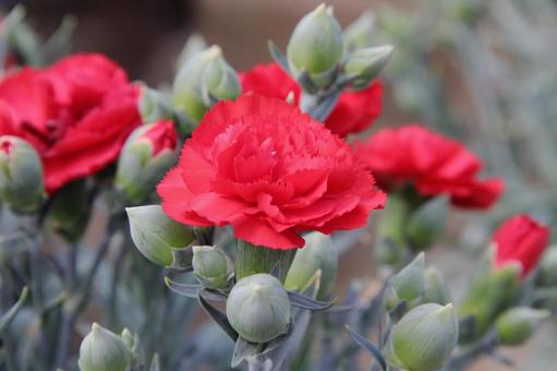carnation, JPG carnation, JPG