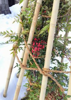 冬　南天 冬,南天,雪の写真素材