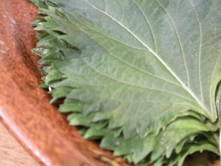 Photo, macrophyll, leaf, vegetables, 