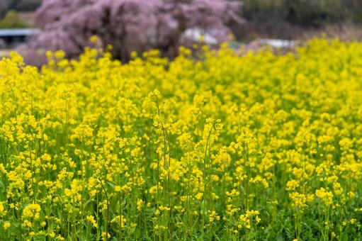 満開の菜の花 満開の菜の花の写真