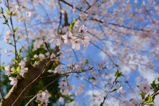 公園のサクラ 公園のサクラの写真