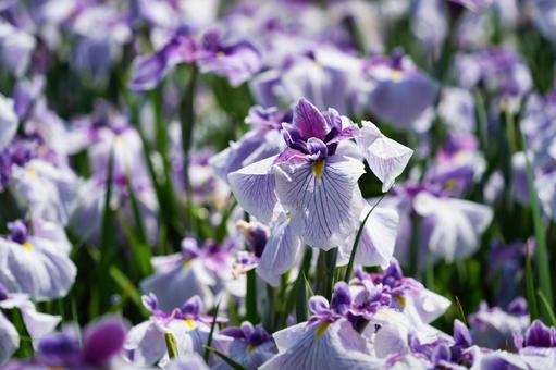  紫と白の美しいコントラストの花菖蒲の写真