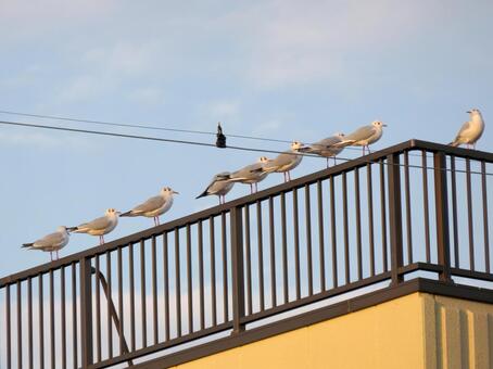 建物の屋上に並んで止まるユリカモメ ユリカモメ,鳥,鳥類の写真素材
