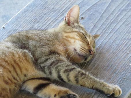 Park cat Naha City, Okinawa Prefecture, JPG Park cat Naha City, Okinawa Prefecture, JPG