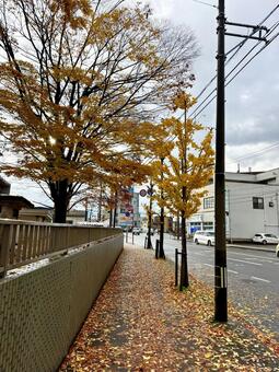 冬の日の朝　福井大学前 冬,朝,福井大学前の写真素材