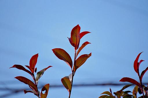 冬のカナメモチ カナメモチ,陽光,葉の写真素材