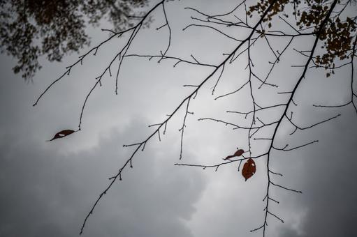 最後の一様 最後の一様 枯葉,葉,枝の写真素材