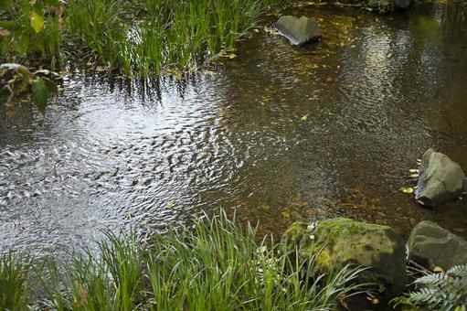 せせらぎ 流れ,湧水,背景の写真素材