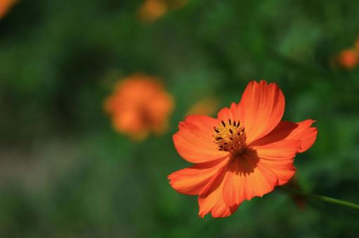 秋風に揺れて咲くの写真