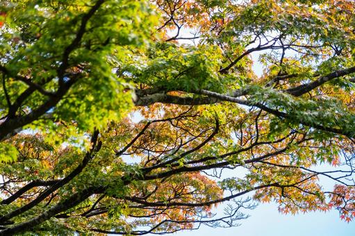 色づく木々⒅ 葉,秋,色づきの写真素材