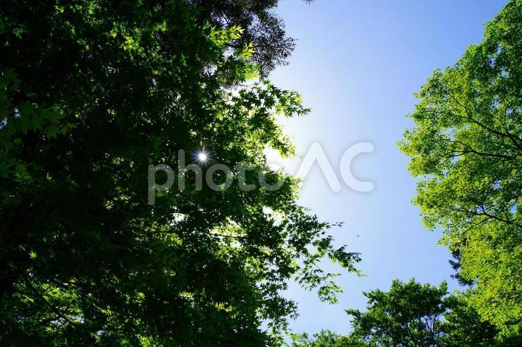 青空と新緑と木漏れ日1 山,絶景,昼の写真素材