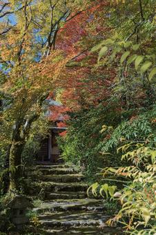 石段と薄紅葉 石段と薄紅葉の写真