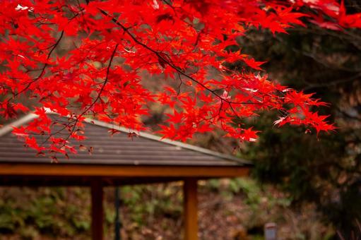 紅葉したモミジ 紅葉したモミジ モミジ,紅葉,ヤマモミジの写真素材