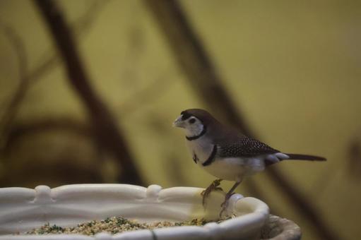 エサ入れにとまるカノコスズメの写真