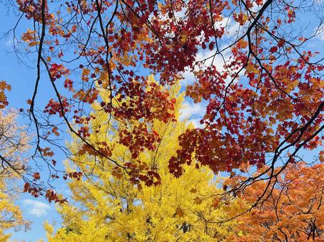 秋の三色 紅葉,青空,赤の写真素材