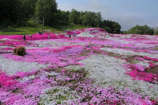 芝桜1 芝桜1 芝さくら,芝桜,さくらの写真素材