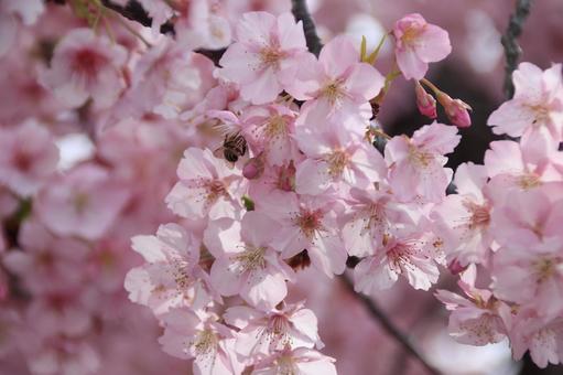 河津桜 満開! 河津桜 満開!の写真